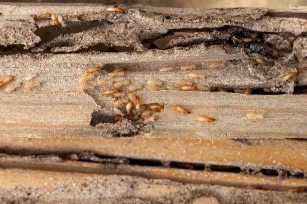 Best Bed Bug Extermination  in Eveleth, MN