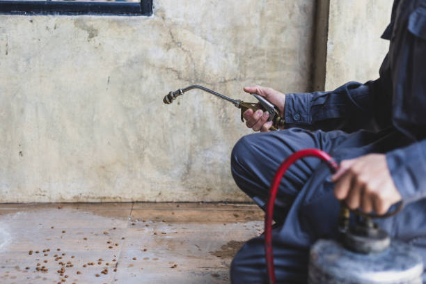Best Wasp Removal Services  in Eveleth, MN